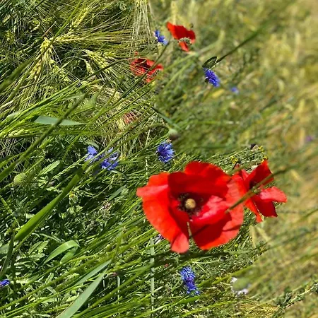 Ferienapartments Spreewaldwiesen Διαμέρισμα Vetschau