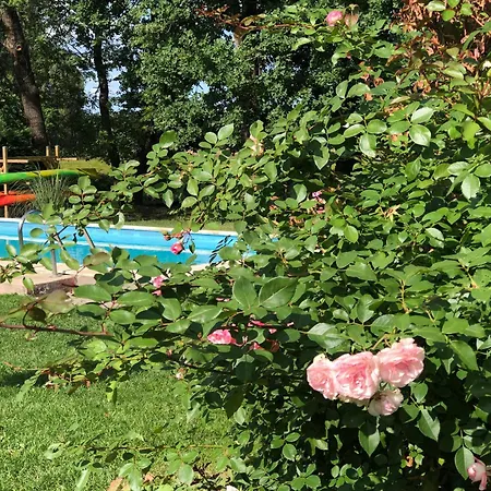 Spreewaldwiesen Apartments 公寓 韦茨乔