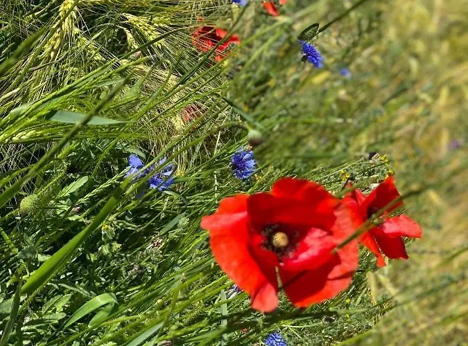 Ferienapartments Spreewaldwiesen Apartamento Vetschau